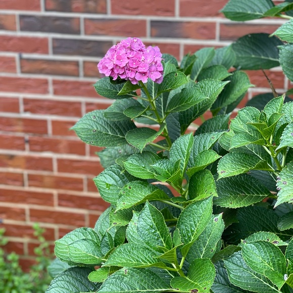 Lululemon Scuba jacket - Picture 2 of 2